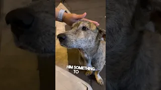 This stray dog started crying after they gave him food ❤️