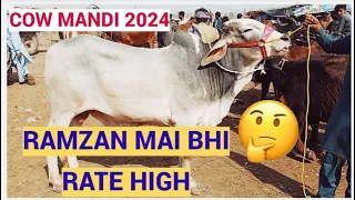 RAMZAN MAI BHI RATE KAM NHI HUE 🤔| SAHIWAL CHOLISTANI BACHRE| LAHORE COW MANDI| SHAHPUR KANJRA MANDI