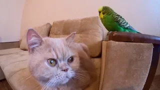 Неразлучные друзья. Говорящий попугай Кеша и котик Марсик.