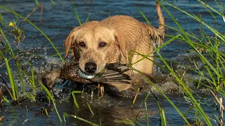 INSANE Duck Hunting in a PRIVATE MARSH | 2021 Duck Hunting Season