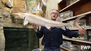 Adopt-A-Species: Sturgeon