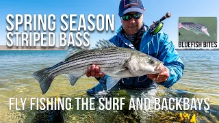 Striped bass on the fly 2022 season, New York