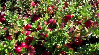 Cranberry Plants at DiMeo's Berry Plants Nursery in NJ