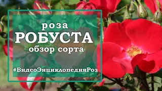 РОЗА РОБУСТА / обзор сорта в коротком видео /#ВидеоЭнциклопедияРоз / Robusta Kordes