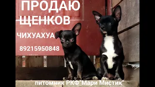 ПОДАРКИ для наших питомцев от МАМЫ и ПАПЫ Юми 21.04.24 #МИНИ_чихуахуа_ПРОДАЮщенка Кармен 89215950848