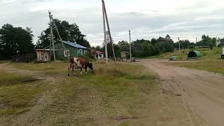 корова 🐮 зовёт своё стадо