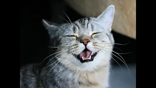It's TIME for SUPER LAUGH! 😹- Best FUNNY CAT videos  - International Cat