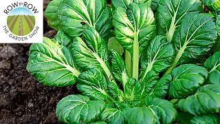 Top 10 Vegetables YOU DIDN'T KNOW You Should Be Growing!