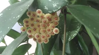 Хойя Валиниана (ut-152) цветёт! Hoya Walliniana (ut-152) is blooming.