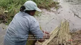 Processing cycle of Jute