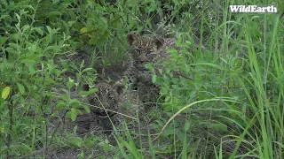 WildEarth - Sunrise Safari - 17 January 2022