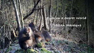 Eyes on a Secret World Ep. 9: Tibetan macaque