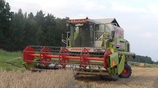 ✰ Żniwa na Mazowszu 2023 🌾 GR Bobiński ✰ CLAAS Dominator 108 Maxi 🔥