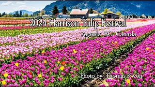 After exploring the 2024 Harrison Tulip Festival / Agassiz BC Canada