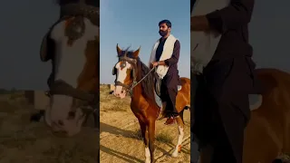 Saaein Ka Gora Bhi Saaein 🐎 Horseriding "Jhok Sarkar !! #farhansaeed #shorts #jhoksarkar