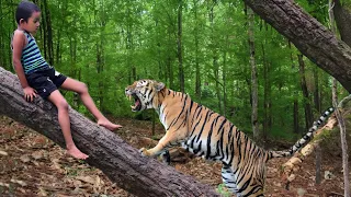 tiger attack man in the forest | tiger attack in jungle, royal bengal tiger attack