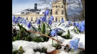 Всемирный день подснежника. Утро Губернии