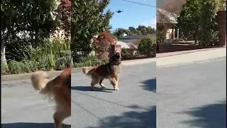 My Leonberger really does love his DBUS2 Drone - Drones by US