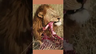 एक शेर एक दिन में कितना मांस खाता है ? #lion #lions #lionking #sher #meat #predator #hunting #hunt