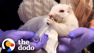 Woman Spends 5 Months Saving A White Squirrel | The Dodo Wild Hearts