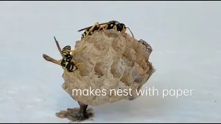 The European paper wasp (Polistes dominula)