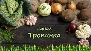 Часть 2. По следам китайского метода.