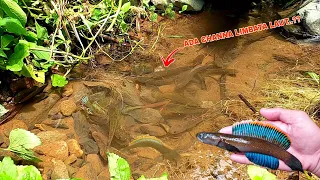 KALIAN HARUS TAU..!! Cara Mencari Ikan Channa Limbata Didekat Laut || Mancing Channa Limbata