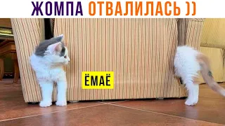 У КОТА ОТВАЛИЛАСЬ ЖОМПА!!! ААА!!! ))) Приколы с котами | Мемозг 1282