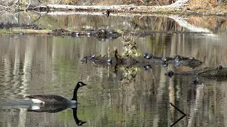 Waterfowl, Beaver, Painted Turtles, Red Squirrel, & Birdsong in Spring