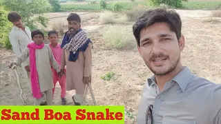Non Venomous Sand Boa Snake Hunting in the Forest