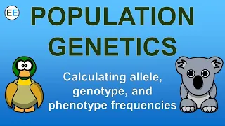 Calculating allele, genotype, and phenotype frequencies | EvolutionExamples