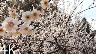 【4K】Plum blossom walk in Narimasu - Tokyo, Japan
