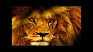 National Geographic Wild - Africa's Lions and Wildebeests - Documentary History