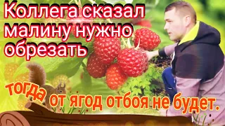 Обрежьте лишние кусты и малины весь сезон будет море.