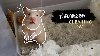 ทำความสะอาดกรงแฮมสเตอร์ | Hamster Cage Big Cleaning 🐹