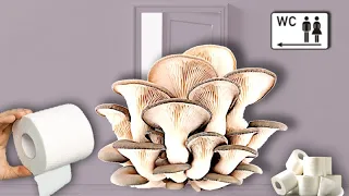 🧻 How to Grow Oyster Mushrooms with Toilet Paper? The simplest method. Grow Mushrooms at Home