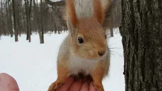 Опять кормлю Того Самого бельчонка / Feeding a familiar young squirrel