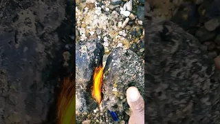 demonstrates how to start a fire by smashing rocks.#shorts #youtubeshort