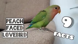 PEACH FACED LOVEBIRD: Facts and  mutations