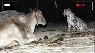 The leopard visits this cow at night  You will be surprised when you find out why!