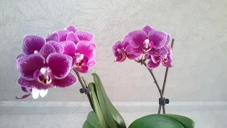 Phalaenopsis Chia E Yenlin