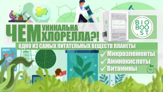 Микроводоросль (водоросль) хлорелла - уникальный состав и природное происхождение