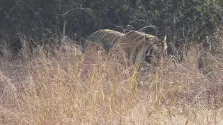 Morning walk of Ganesh (T120) | Bold & Beautiful young male tiger of Ranthambhor National Park