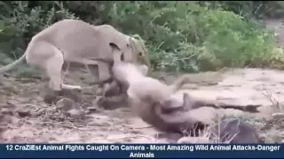 ►►►12 CraZiEst Animal Fights Caught On Camera   Most Amazing Wild Animal Attacks -Danger Animals