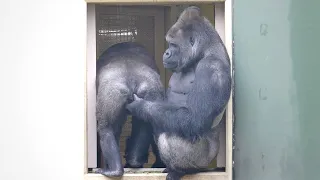 Silverback Gorilla Adores His Son, But Shows Him Who Is Boss | The Shabani Group