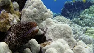 Kealakekua Bay Captain Cook Snorkeling Big Island Hawaii