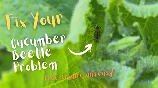 How to Get Rid of Cucumber Beetles without Sprays or Row Covers!