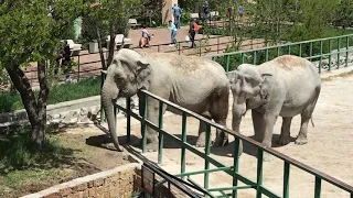 Слонихи Магда и Дженни радуют посетителей Тайгана! Elephants delight visitors to Taigan!