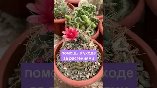 Почему нас выбирают? Заказ кактусов и суккулентов онлайн на сайте cactusenok.ru