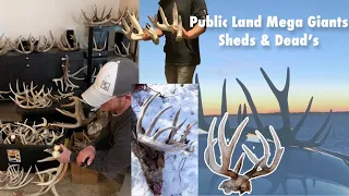 3 years shed hunting Wisconsin Public Lands. HUNDREDS of sheds. Birthday Booners & Giant Dead Heads